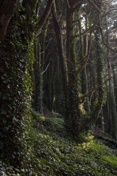 istock Trees in forest with climbing ivy on trunk 1301263794