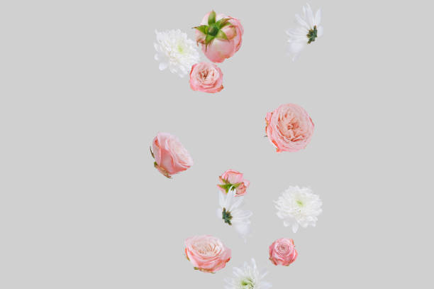 istock Creative  composition made of various  summer bloom flowers against soft pastel beige background.  Minimal nature  concept. 1301263904
