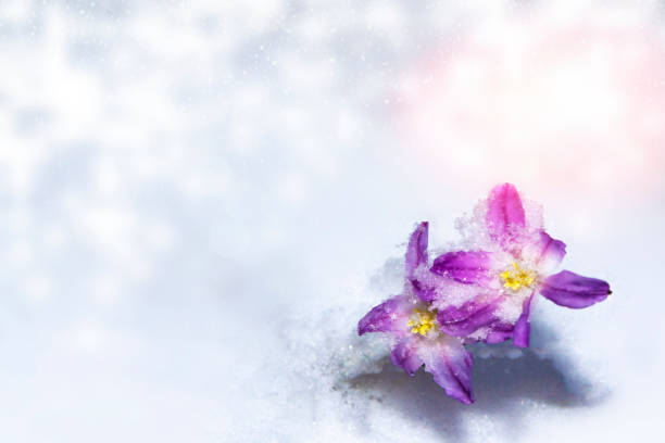 snowdrop flower growing in snow in early spring forest