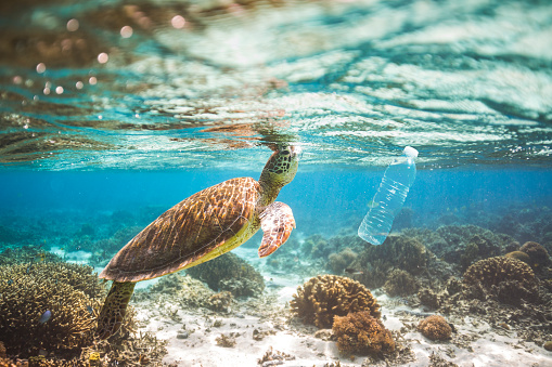 Clear blue aqua marine ocean with turtle and plastic bottle pollution