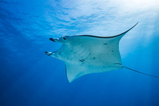 istock Manta ray swimming over camera in clear blue ocean with sun rays 1301265232
