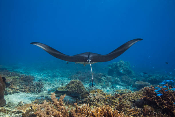 mantarochen schwimmen über korallenriff in klarem blauen ozean - manta ray stock-fotos und bilder