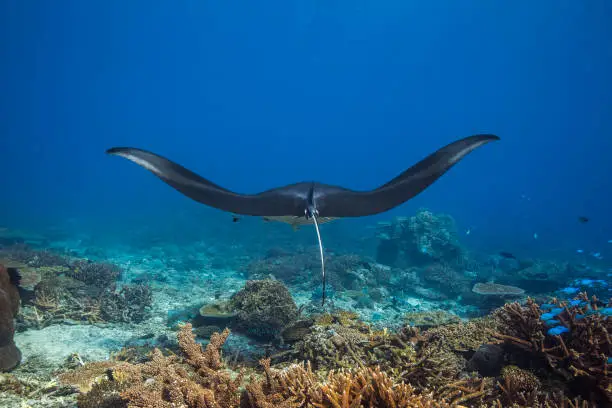 Manta ray swimming over coral reef in clear blue ocean