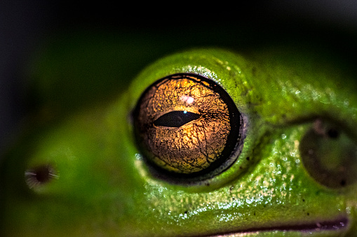 Close up of green tree frog eye, macro photography