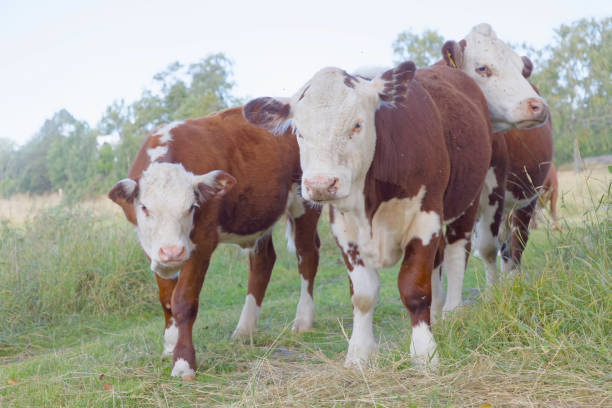 istock Three brown and white cows in the pasture 1301265630