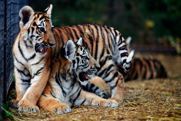 istock Little tiger cubs playing. young Tiger 1301266898