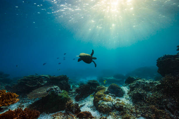 Green sea turtle swimming through clear blue ocean over coral reef with warm light rays