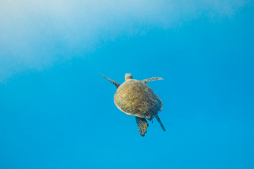 Green sea turtle swimming through clear blue ocean with warm sun rays