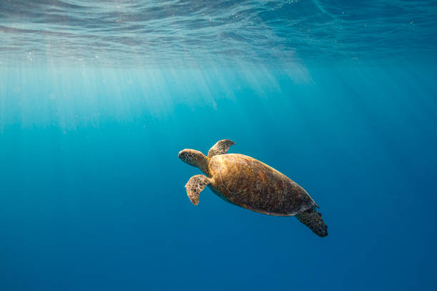 istock Green sea turtle swimming through clear blue ocean with warm sun rays 1301268372