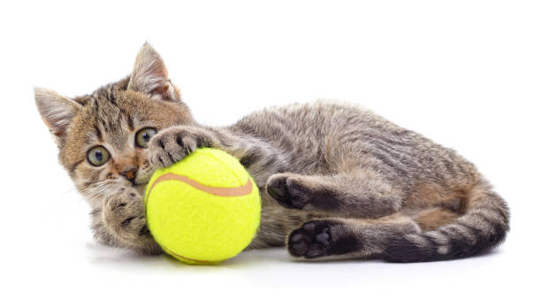 istock Gray cat with a yellow ball. 1301269504