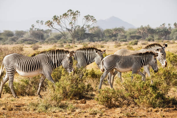 Group of Grevy's zebras in Samburu national reserve, North Kenya stock photo