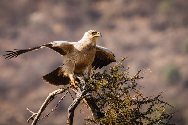 Tawny eagle - Samburu national reserve, North Kenya stock photo