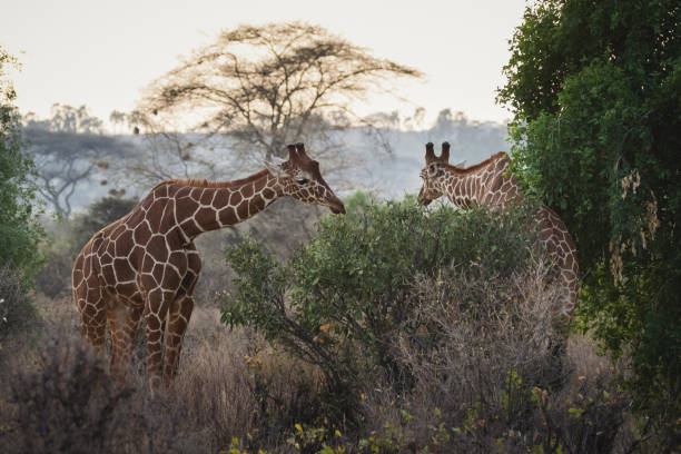 animali allo stato brado - giraffa reticolata - riserva nazionale di samburu, kenya settentrionale - reticulated giraffe foto e immagini stock