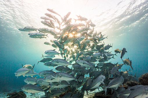 Large school of fish in warm clear ocean with sun beams and bright light