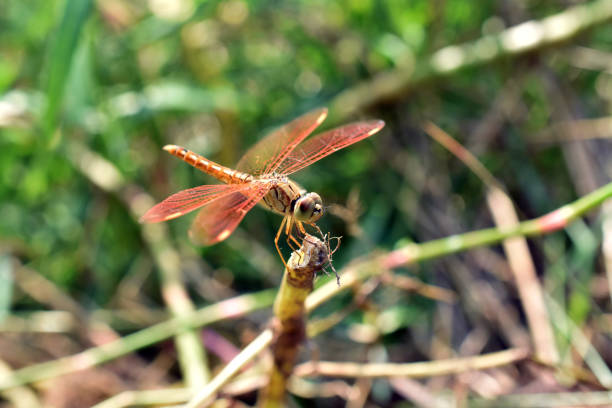 Common Orange Dragonfly on plant branch with blurred plants background