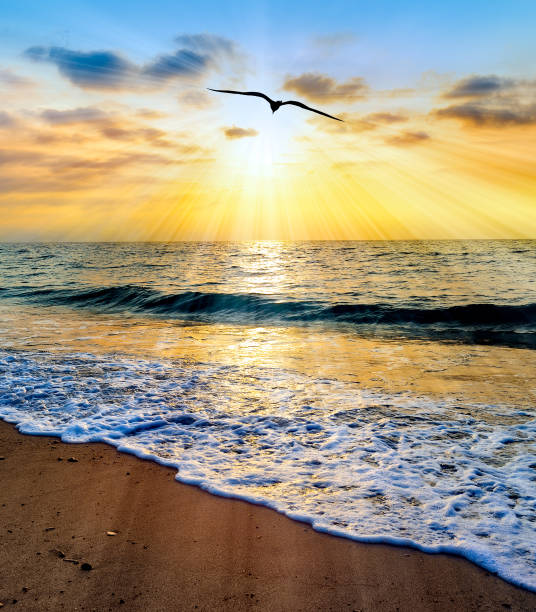 istock Inspirational Sunset Ocean Bird Vertical 1301269981