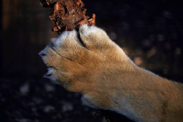 Tiger paw close-up. Big cat paws.