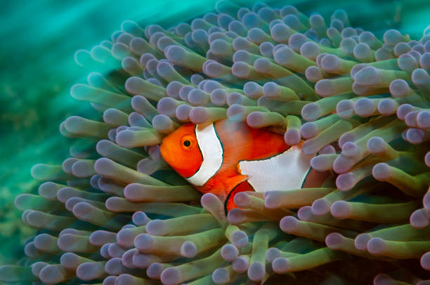 западная рыба-клоун в анемоне - living organism process horizontal close up underwater стоковые фото и изображения