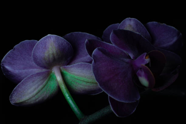 nahaufnahme einer blauvioletten orchideenblume mit schwarzem hintergrund - flower head close up cut flowers cut out stock-fotos und bilder