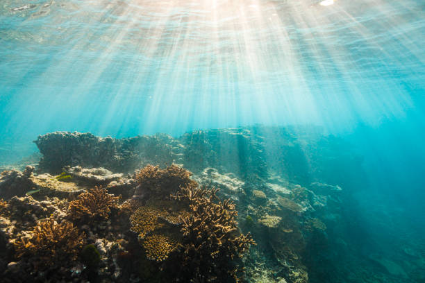 istock Coral reef atoll ecosystem in clear aqua marine blue ocean with warm light rays 1301270855