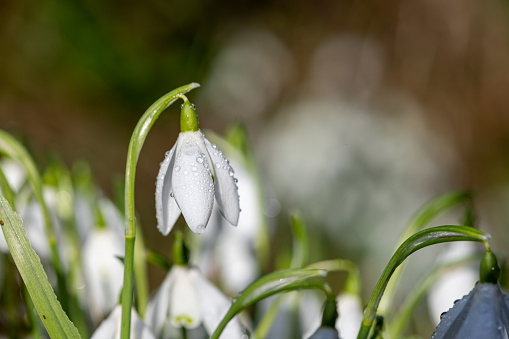 Close up of common snowdrops (galanthus nivalis) in bloom