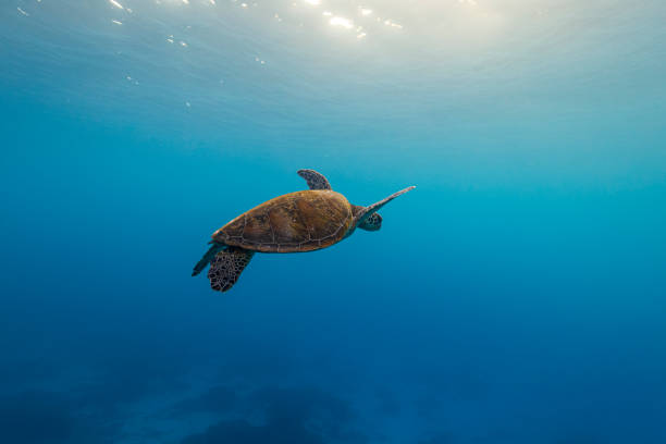 istock Green sea turtle swimming through clear blue ocean with warm sun rays 1301272508