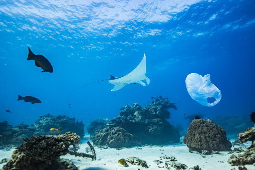 Manta ray swimming over coral reef atoll in clear blue ocean with plastic bag pollution