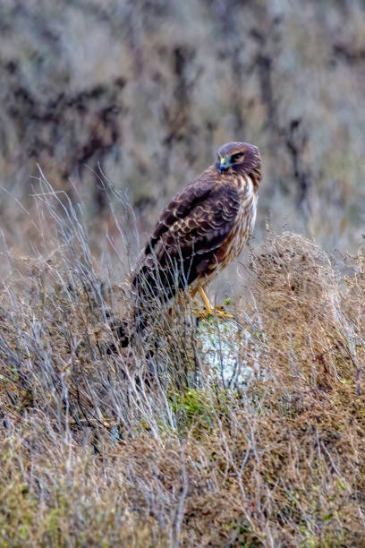 istock Northern Harrier standing on a pole, Delta, BC, Canada 1301273798