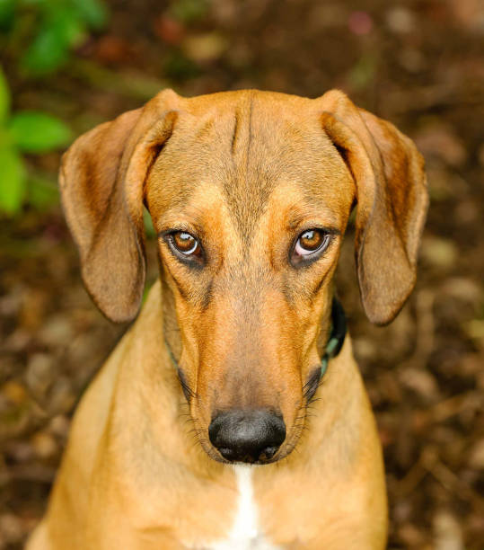 istock Dog Guilty Shy Vertical 1301273891