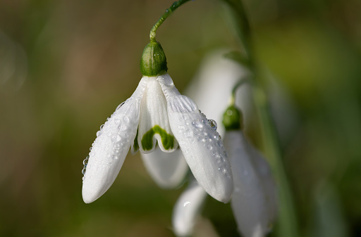 Macro shot of common snowdrops (galanthus nivalis) in bloom