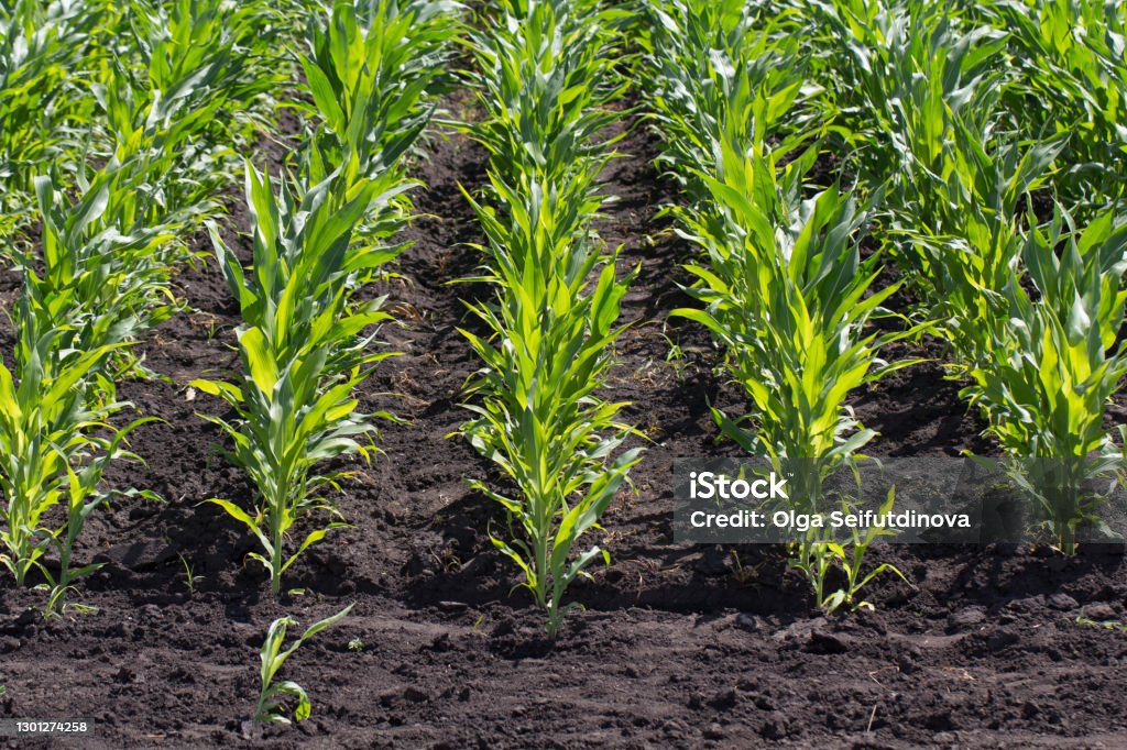 Green field of young corn with clean rows Green field of young corn with clean rows. High quality photo Young Animal Stock Photo