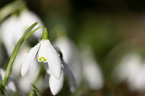 Close up of common snowdrops (galanthus nivalis) in bloom