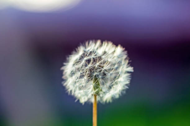 Real pretty white fluffy dandelion on blue tender green background