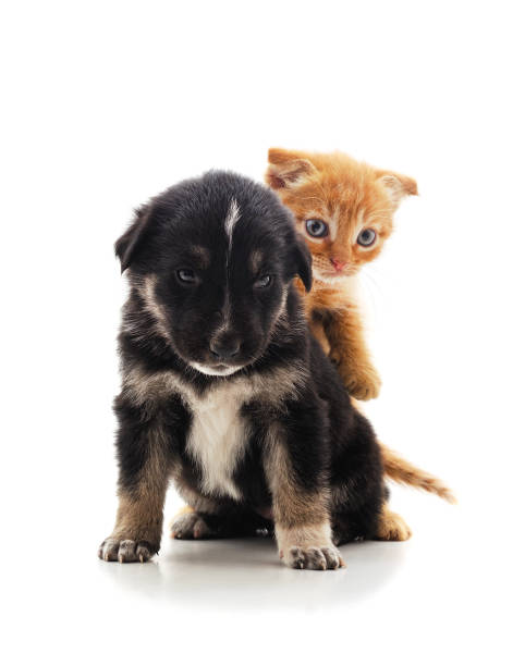 istock Little kitten on the back of a dog. 1301279206