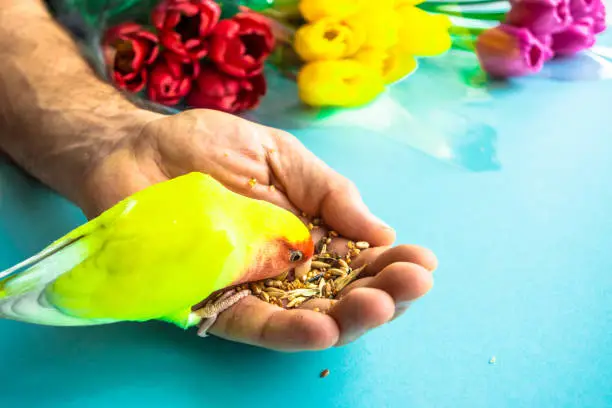 Tamed yellow rosy-faced lovebird parrot (Agapornis roseicollis) eats grain from the hand of a man against the backdrop of multi-colored tulips bouquets on a blue background. Copy space.