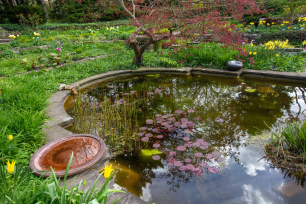 pond with  red water lilies ( leaves) and japanese maple next to karl foerster in potsdam in berlin area - water lily lily water water garden imagens e fotografias de stock