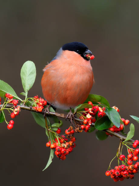 istock Eurasian bullfinch, Pyrrhula pyrrhula, 1301281585