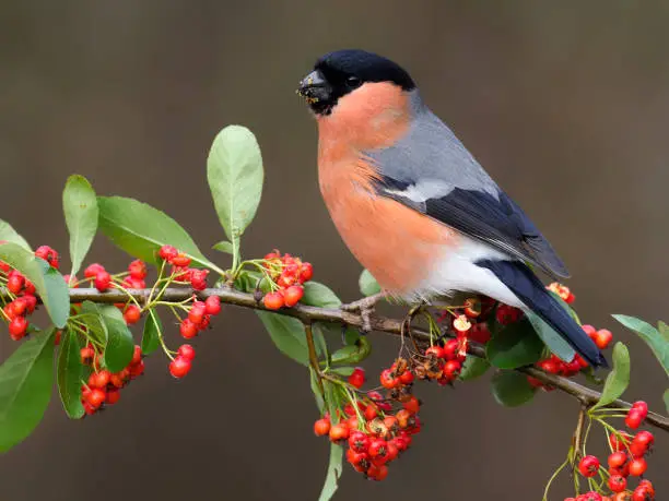 Eurasian bullfinch, Pyrrhula pyrrhula, single male on berries, Warwickshire, February 2021