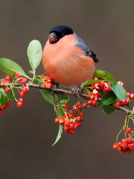 istock Eurasian bullfinch, Pyrrhula pyrrhula, 1301281588