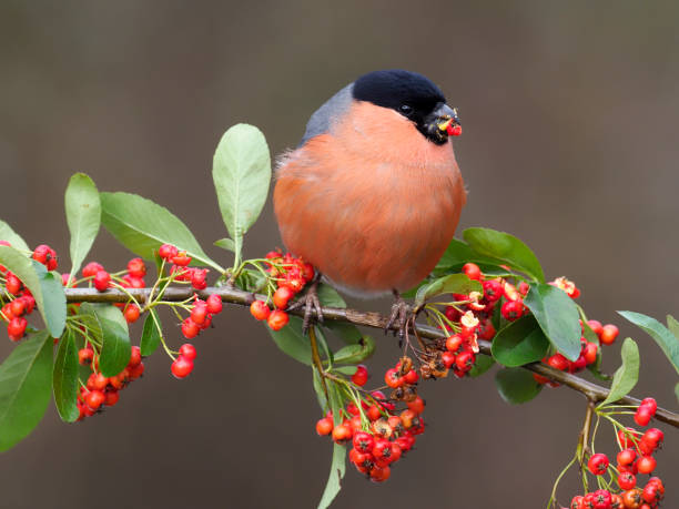 istock Eurasian bullfinch, Pyrrhula pyrrhula, 1301281593