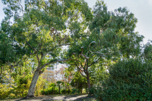 istock Luxurious crowns of large Eucalyptus tree or gum tree growing on Primorsky Boulevard in resort town Sochi. Exotic landscape with Canary Island Date Palm (Phoenix canariensis) in the foreground 1301282019