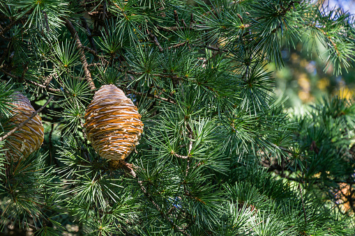 Close-up of ripe brown cones and green needles of Himalayan cedar (Cedrus Deodara, Deodar) growing in resort city center of Sochi
