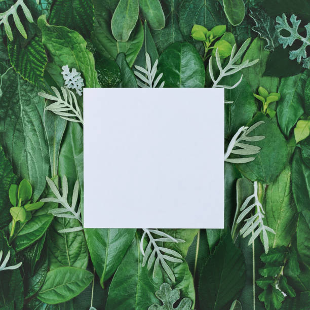 istock Creative template made of green leaves with white paper card note . Flat lay. Natural background, eco friendly concept. square size. Copy space, 1301283075