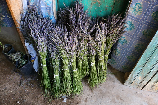 Isparta, Turkey-July 16, 2017: Lavender Bundles Gathered In The Lavender Harvest In Kuyucak Village, Lavender Bundles Stand Upright On The Ground. There is a lavender festival every year in this village. Kuyucak is a village connected to Keciborlu district of Isparta province.