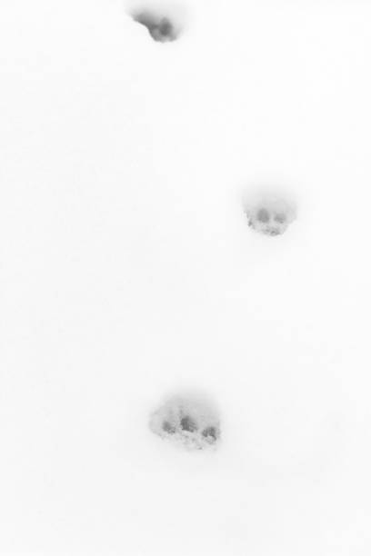 Black bear track in snow (horizontal), unusual because this is January in a New England forest, when bears should be in their winter sleep (commonly called hibernation, technically a misnomer). Bears can wake from their winter sleep when the temperature rises. Possibly a sign of global warming.