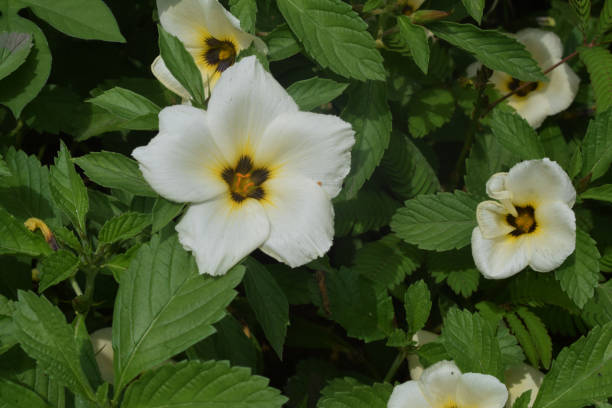 istock flowering plant Turnera subulata 1301286779