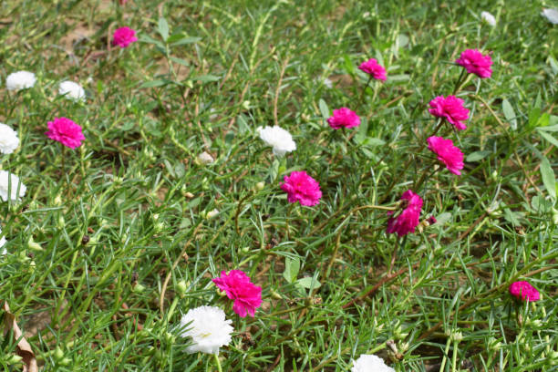 istock Ornamental rose purslane (Portulaca grandiflora Hook.) 1301286866
