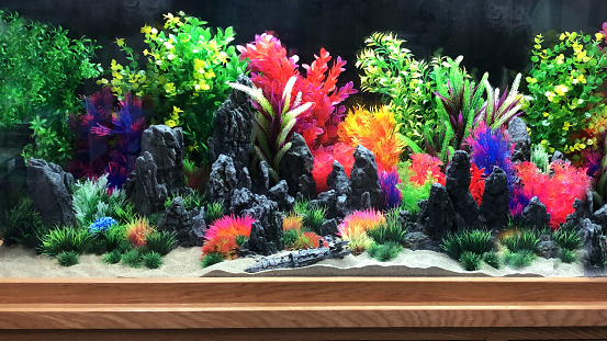Stock photo showing large marine effect tropical aquarium fish tank, with sandy bottom, along with fake coral, artificial seaweed and plastic anemones.