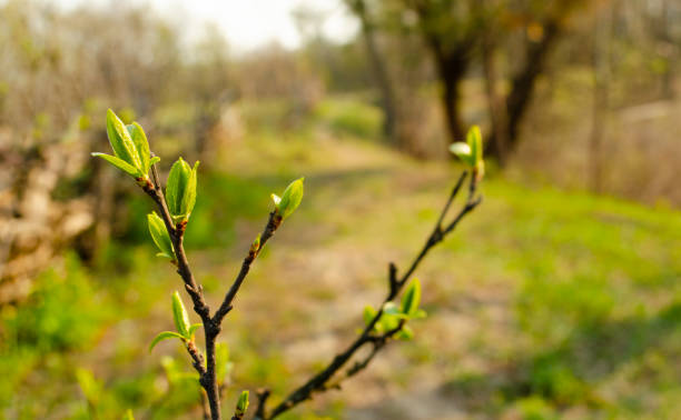 istock The first spring gentle leaves, buds and branches macro background, young branches with leaves and buds, First sprout on tree branch. Nature awakening in spring time 1301287424