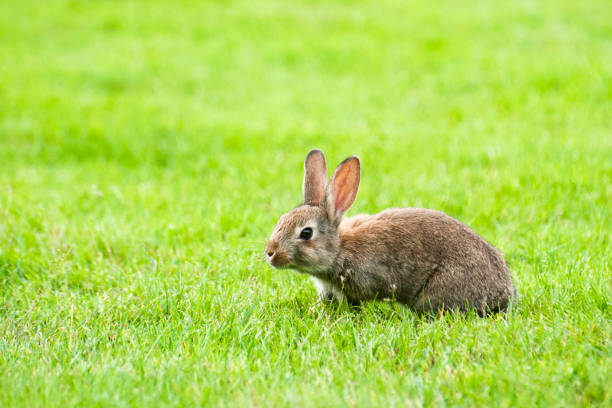 istock Baby rabbit in the grass (Oryctolagus cuniculus) 1301290609